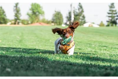 Dog Playing Fetch With Plush Toy