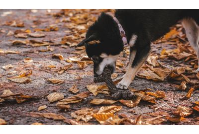 5 Ways Playtime Benefits Your Dog’s Health and Wellbeing