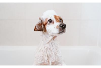 Dog in the Bath at Home