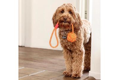 Perfect Toys to Provide Mental Exercise