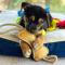The New Dog Essentials
