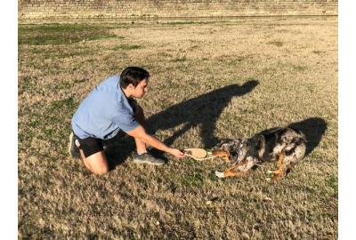 The Benefits of Interactive Tug Play with Your Dog