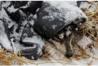 Tips and Tricks for Keeping Dogs Active in Winter
