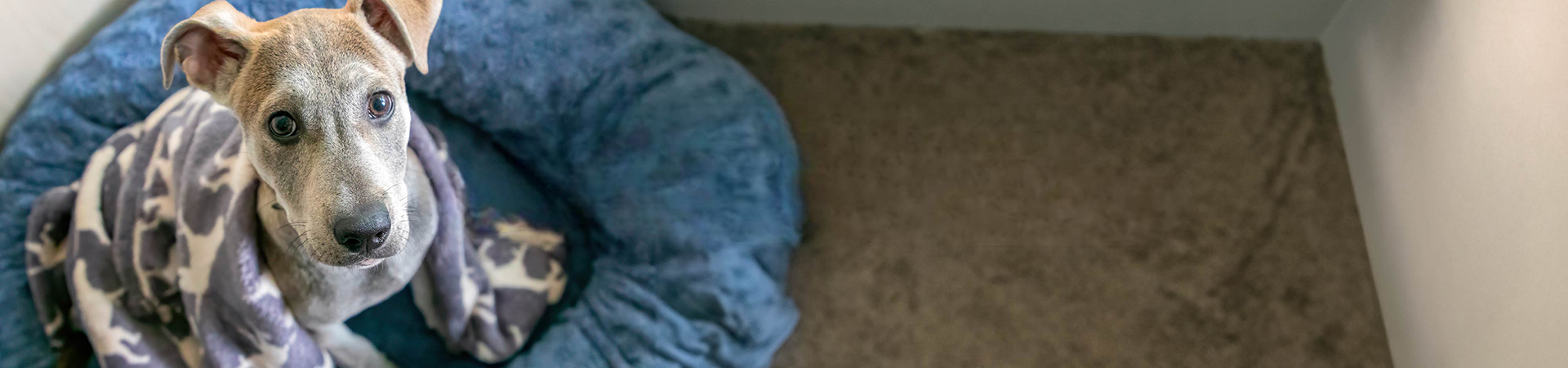 Giving - Buy A Blanket